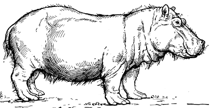 hippopotamus