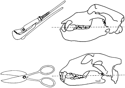 jaws of cavebear and cat