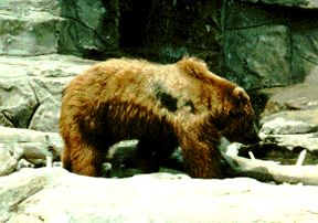 kodiakbear.jpg