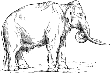 southern
mammoth