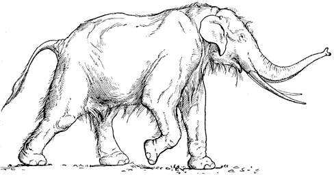 Straight
tusked or ancient elephant