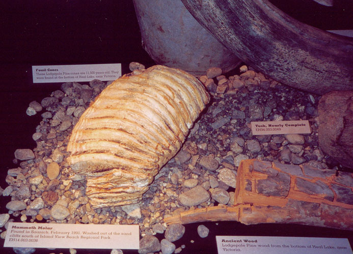 Mammoth tooth, with tusk in background.