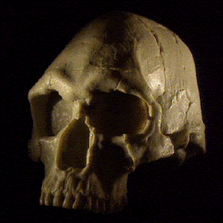 mungo skull