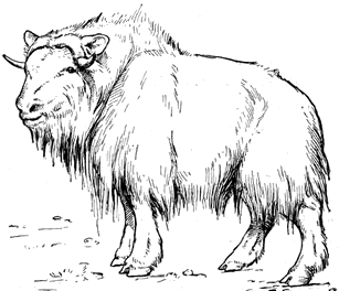 muskox