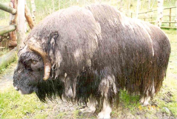 muskox