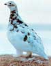 ptarmigan