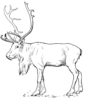 reindeer