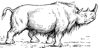 wooly
rhinoceros