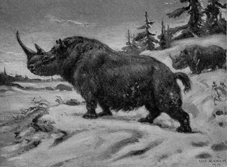 rhino
scene.jpg