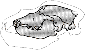 cave bear skulls