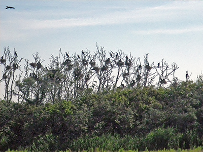 IMGP5105heronry_0845sm