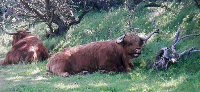 IMGP5108highlandcattle0933sm