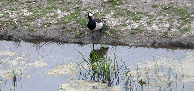 IMGP5134barnacle_goose_0859sm