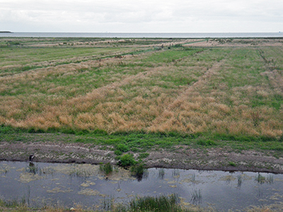 IMGP5135coastalmarsh_0859sm