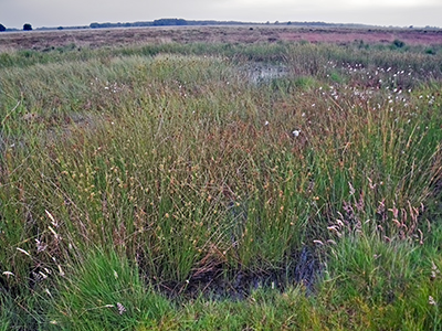 IMGP5201wetlandsmoor0654sm