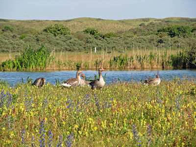 IMG_2306geese0843amgreylaggeesesm