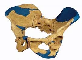 female erectus pelvis