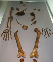 La Ferrassie skeleton 2