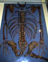 Kebara Skeleton