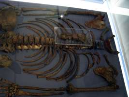 Kebara Skeleton