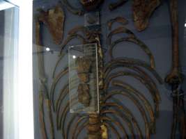 Kebara Skeleton