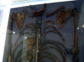 Kebara Skeleton