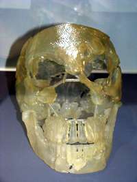 Le Moustier skull