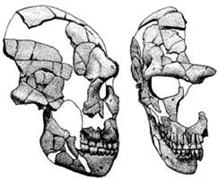 Saint Césaire skull