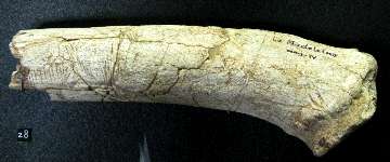 carved  bone