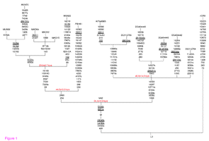 mtDNA diagram