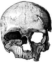 Cro-Magnon skull