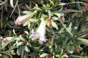 Eremophila