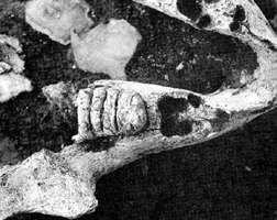 Stegodon jaw and tools