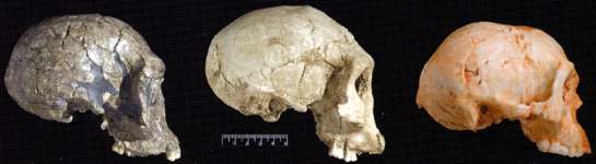 three skulls