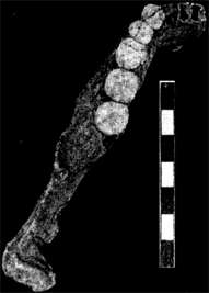 La Quina 9 mandible