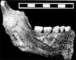 La Quina 9 mandible