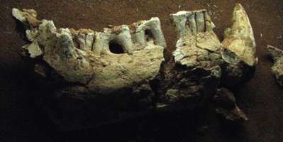 zygomaturus lower jaw