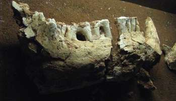 zygomaturus lower jaw