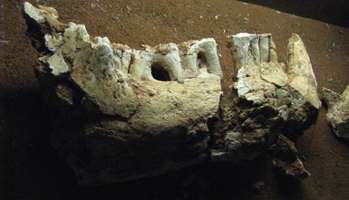 zygomaturus lower jaw