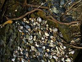 Shells on the rocks at Diggers Camp Beach