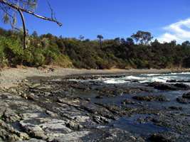 Shells on the rocks at Diggers Camp Beach