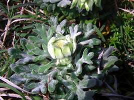 Flannel Flower bud