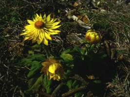 Bracteantha paper daisy