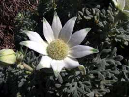 Flannel Flowers