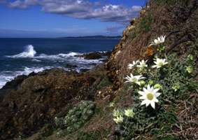 Flannel Flowers