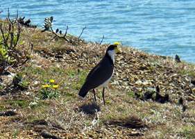 Spur Winged Plover on the headland