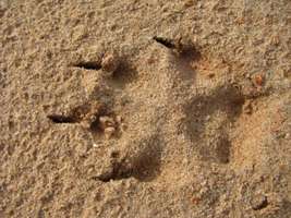 dingo paw prints