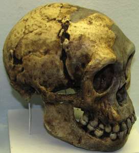 Hobbit skull