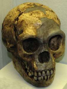 Hobbit skull