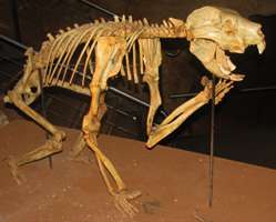 Marsupial Lion